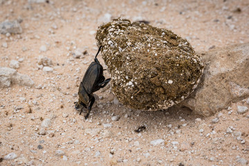 Dung beetle rolling a big ball of dung over the ground, Namibia, Africa