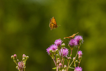 Nature