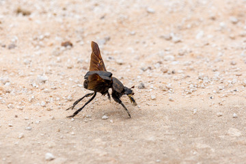Dung beetle takes off from the ground, Namibia, Africa