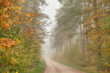 Moody autumnal morning landscape in the forest with dense fog, a gravel road and no people. Seen in October in Germany