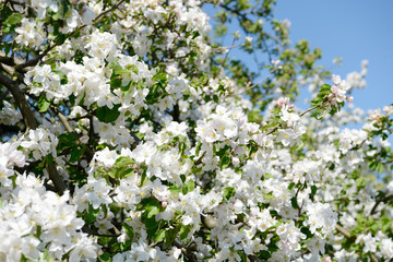 flowering apple blossom in orchard on apple tree in springtime