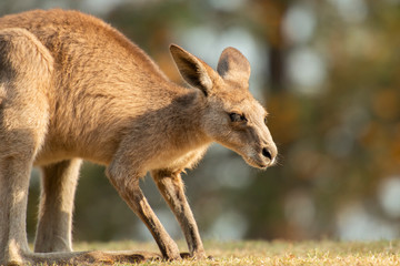 Kangaroo outside during the day time.
