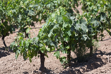 Fototapeta na wymiar Vines in Rioja