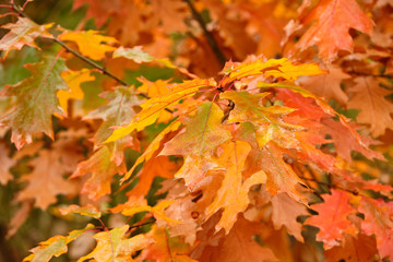 Autumnal background with the beautiful wet red leaves of a red oak. Seen in Germany in October.