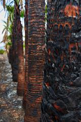 Fototapeta na wymiar Palm tree in tropical garden in Spain