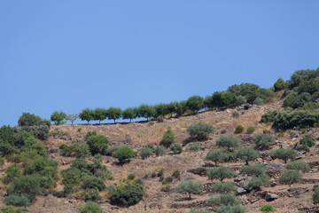 Fototapeta na wymiar Spanish Hillside