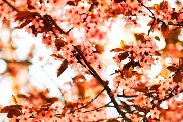 spring cherries flowers