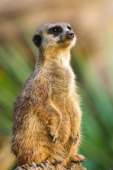 Portrait guarding meerkat