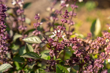 Flower of purple basil in the garden.