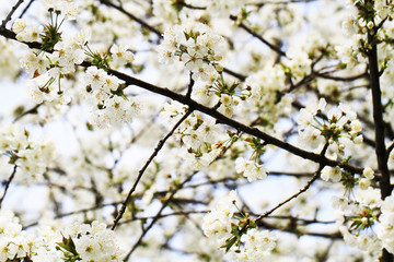 spring cherries flowers