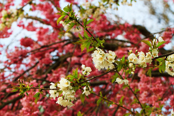 spring cherries flowers
