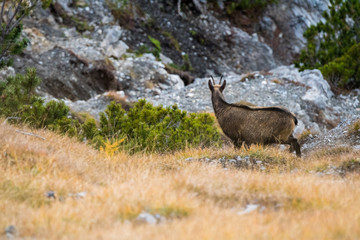 chamois on a steep slope in the Swiss Alps