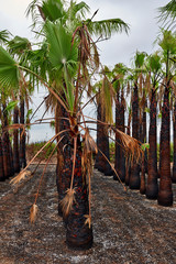 Palm tree in tropical garden in Spain