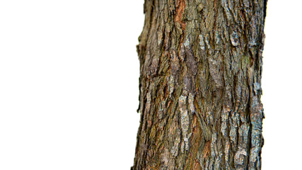 Rosewood tree in the nature