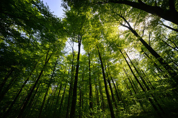 Fototapeta na wymiar Buchen Wald Bäume Sonne Laub Höhe Perspektive Göttingen Deutschland Sommer Sonnenlicht Baumstämme Niedersachsen Baumwipfel Licht Himmel Höhe 