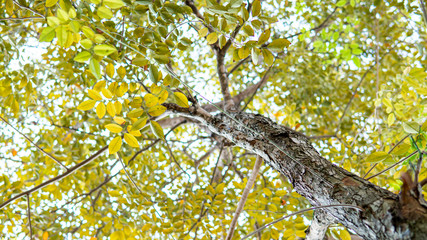 Rosewood tree in the forest