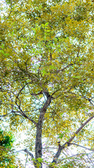 Rosewood tree in the forest