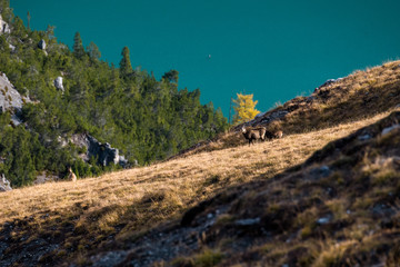 chamois family on a alpine meadow in the Swiss Alps