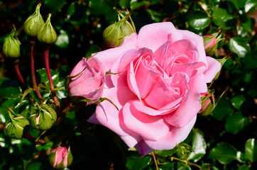 A beautiful pink rose enjoys the spring sunshine. Home and Garden is a floribunda from Germany,...