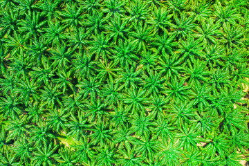 Aerial top view of green palm tree in Chumpahon province.