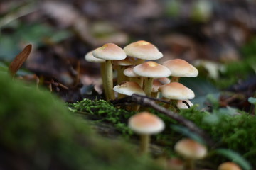 Waldpilze