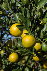 Orange grove in Florida