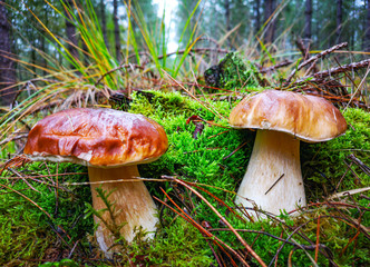 Porcini mushroom grow up in forest .