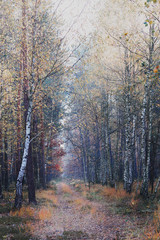 Fototapeta premium Forest in autumn season. Colorful foliage on trees lit by morning sunlight. Natural nature forest landscape in autumn warm sunlight day