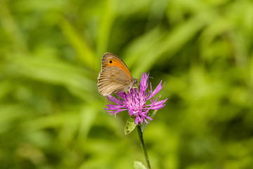 Nature