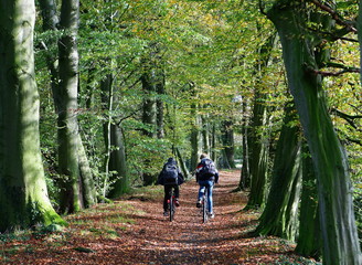 Waldweg,Schulweg,Radfahrer,forest path,cyclist