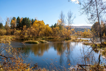Autumn forest on the banks of the Siberian river