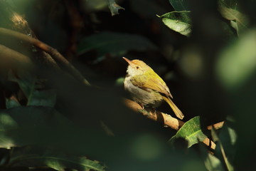 common tailorbird (orthotomus sutorius) sitting on a branch at chintamoni kar bird sanctuary, west bengal in india