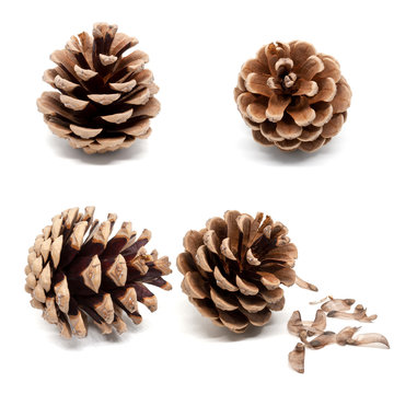 Set of four dry brown pine cones with shadow isolated on white background