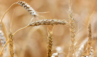 Ripe ears of wheat grow on the nature