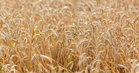 Ripe ears of wheat grow on the nature