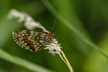 Obraz premium Nature