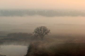 Naklejka na ściany i meble Lone tree in a morning mist