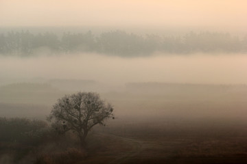 Lone tree in a morning mist