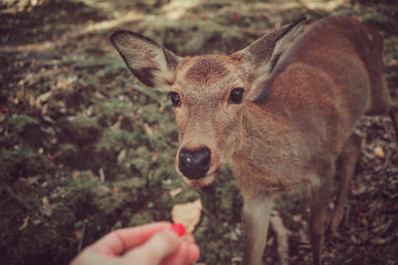 feeding a deer, a deer eats special cookies from its hands, Nara, Japan