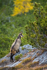 chamois on a steep slope in the Swiss Alps