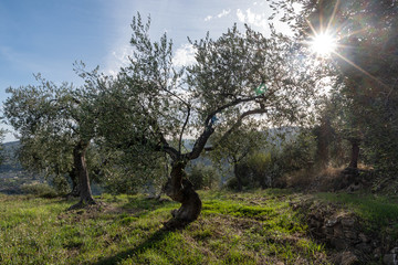 Province of Imperia, Italy. Olive orchard