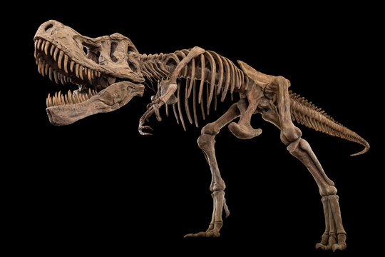 Tyrannosaurus Rex skeleton on isolated background . Embedded clipping paths .