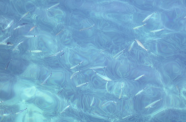 Fish in the blue water of the sea as a background