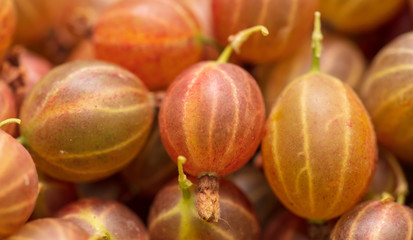 Ripe gooseberries as a background