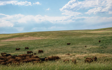 Fototapeta na wymiar Rural landscape in Colorado, USA. Fields and grazing herds of cows