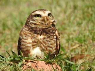 Close-up of a burrowing on a sunny and bright day. In the background, unfocused green vegetation.