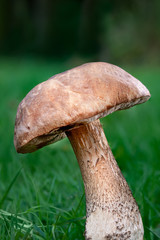 Rough stemmed bolete  birch bolete Leccinum-Scabrum