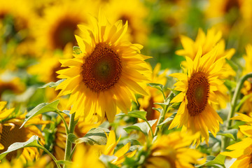 Sunflowers grow in the field