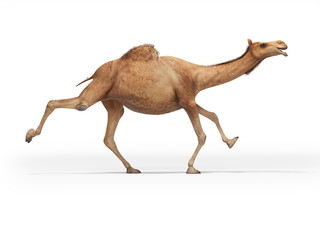 3d rendering concept of camel running on white background with shadow
