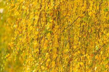 Yellow leaves on a tree in the fall